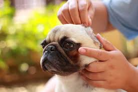 Image result for mold in the ear dog