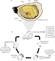 Check spelling or type a new query. Oyster Disease In A Changing Environment Decrypting The Link Between Pathogen Microbiome And Environment Sciencedirect
