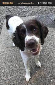 Breeding english springer spaniels with integrity. Rescue Me English Springer Spaniel Rescue Home Facebook