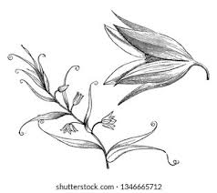 Image result for Littonia