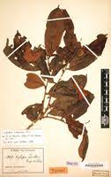Image result for Xylopia rubescens
