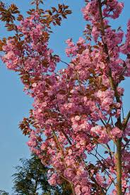 Image result for Prunus