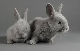 Weitere ideen zu baby kaninchen, kaninchen, süße tiere. Futter Fur Babykaninchen Kaninchenfutter Kaninchenhaltung Guide