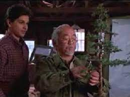 Bonsai In The Karate Kid Movie Bonsai Empire