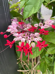 Image result for Clerodendrum capitatum