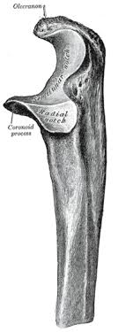Die planung geht schon in richtung april/mai heute habe ich einfach. Ulna Wikiwand