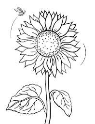 Check spelling or type a new query. Sunflower Coloring Page Free Printable Coloring Pages Coloring Pages