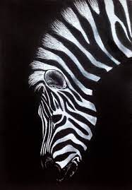 Zebra Drawing On Black Paper Black Paper Drawing Zebra Drawing Scratchboard Art