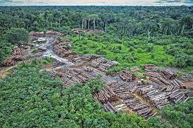 Der regenwald am amazonas ist ein uralter lebensraum, der seit jahrmillionen gedeiht und sich entwickelt. Teile Des Amazonas Gebietes Drohen Savanne Zu Werden Energiezukunft