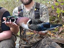 Already have a nesting box? American Hunter How To Build A Better Wood Duck Box
