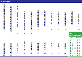 Hemophilia Genetics Home Reference Nih