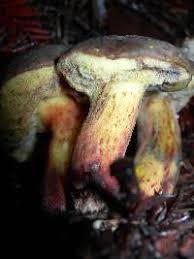 Image result for Xerocomellus diffractus