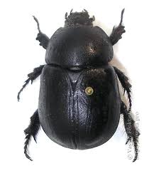 Image result for Pentodon