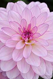 Bloom S Modern Critical Views Paperback Iris Murdoch Paperback In 2021 Beautiful Flowers Flowers Rare Flowers