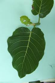 Image result for Ficus trichopoda
