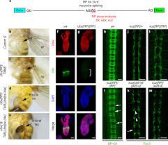 Jenny la petite frenchie nue