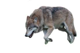Maybe you would like to learn more about one of these? Download Wolf Free Png Transparent Image And Clipart