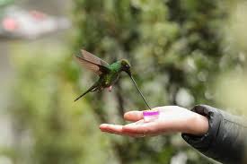 Maybe you would like to learn more about one of these? Hand Feeding Hummingbirds You Can Do It But Should You The New York Times