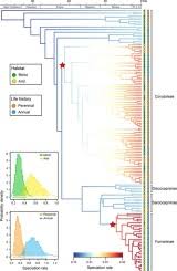 Image result for Corydalis mildbraedii