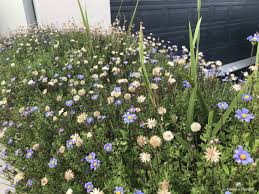 Image result for Felicia abyssinica