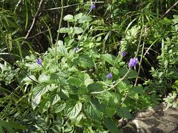 Image result for Stachytarpheta