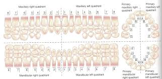 Primary Dentition Palmer Numbering System Dental