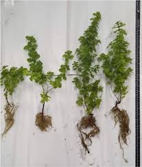 Image result for Endostemon obtusifolius