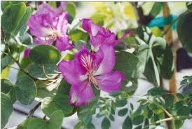 Image result for Bauhinia purpurea