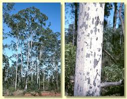 Image result for Eucalyptus citriodora