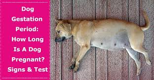 Pin On Dog Behavior