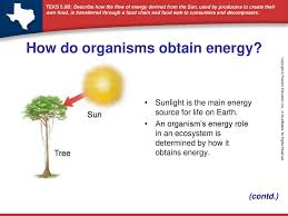 Food is composed of molecules that serve as fuel and building material for all organisms food webs show how energy moves throughout a system. How Do Organisms Obtain Energy Ppt Download