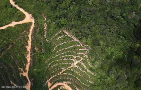 You can also choose from refined, crude, and cold pressed sabah. Indonesia S Top Palm Oil Deforesters Are The Usual Shady Suspects Report
