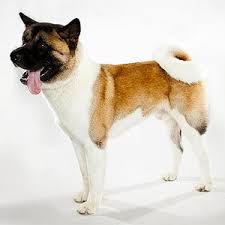 The aspca® is not an insurer and is not engaged in the business of insurance. Compare Safeco Insurance Quotes Online Auto Home Renters