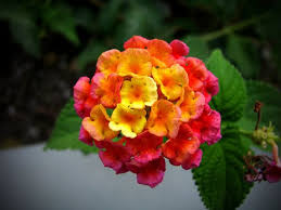 The flowers of sunny potentilla come in yellow, pink, white, and more. Best Full Sun Plants And Shrubs For Your Yard Dengarden