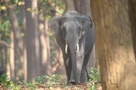 Image result for Morinda angolensis