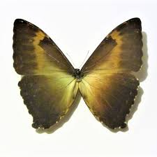 Black And White Striped Butterfly With Long Tail Pin By Butterflywishshop On Beautiful Butterflies Beautiful Butterflies Beautiful Etsy Seller