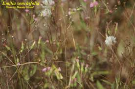 Image result for Emilia violacea