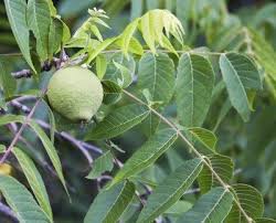 Caring For Black Walnut Trees Tips On How To Plant A Black Walnut Tree