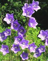 Comune di peschici (fg) prot. Campanula Campanella Come Curare E Coltivare Le Piante Di Campanula