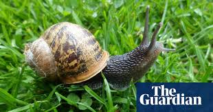 They are widespread and common throughout the uk and often considered garden pests. The War Against Snails Can Gardeners Ever Win Gardens The Guardian