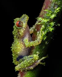 Image result for Dissotis peregrina