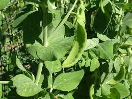 Garden peas are great cooked as a side dish and can also be incorporated into many recipes. Efficacy Of Petroleum Spray Oils In Management Of Powdery Mildew In Garden Pea Ijaar International Network For Natural Sciences