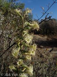 Image result for Holothrix villosa