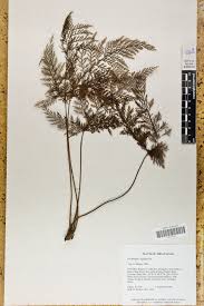 Image result for Abrodictyum rigidum