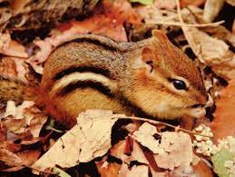 Tons Of Photos For Autumn Chipmunks Cute Squirrel Animals Beautiful