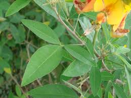 Image result for Crotalaria micans