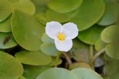 Image result for Hydrocharitaceae