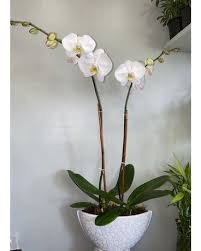 Maybe you would like to learn more about one of these? Greenwich Blooms Florist Inc Flowers In Greenwich Ct