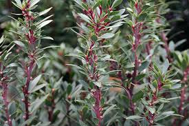 Image result for Landolphia lanceolata