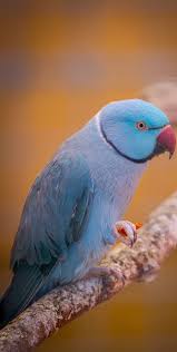 Exotic Birds You Can Have As Pets Pin On Pictures Birds